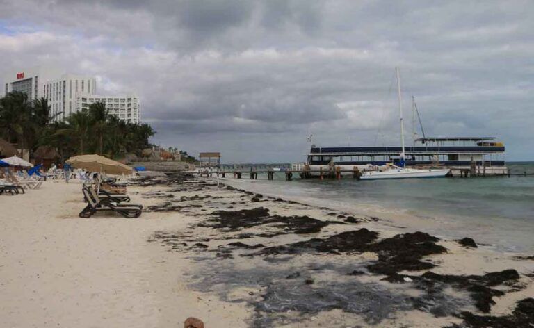 Sargazo amenaza las costas del Caribe Mexicano