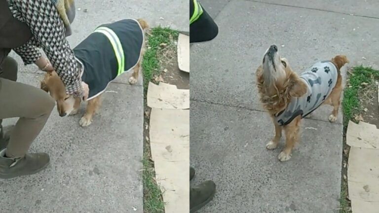 VIDEO: Joven crea impermeables para perritos de calle y se vuelve viral en TikTok