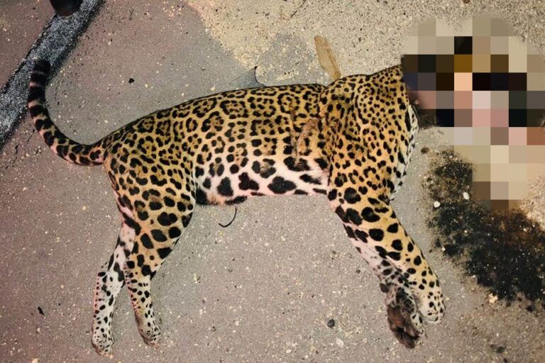 Atropellan a jaguar hembra en Playa del Carmen